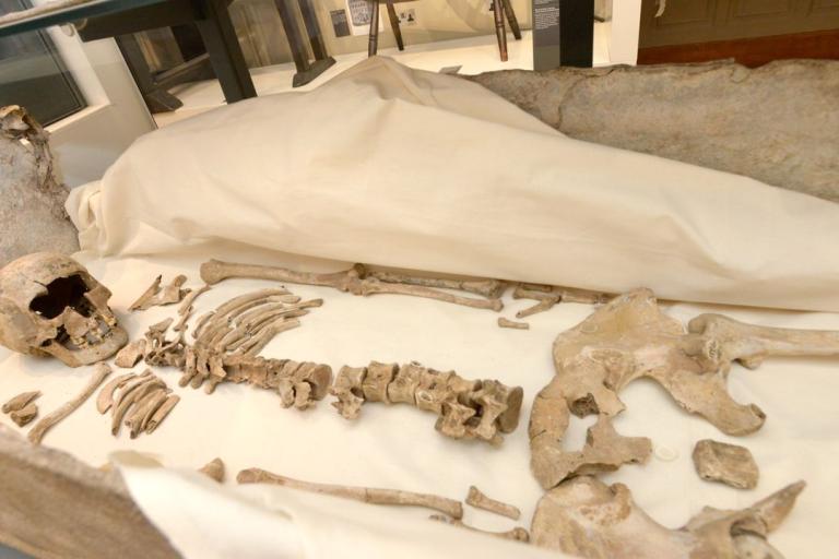 An image of a skeleton on display in the Newark gallery.